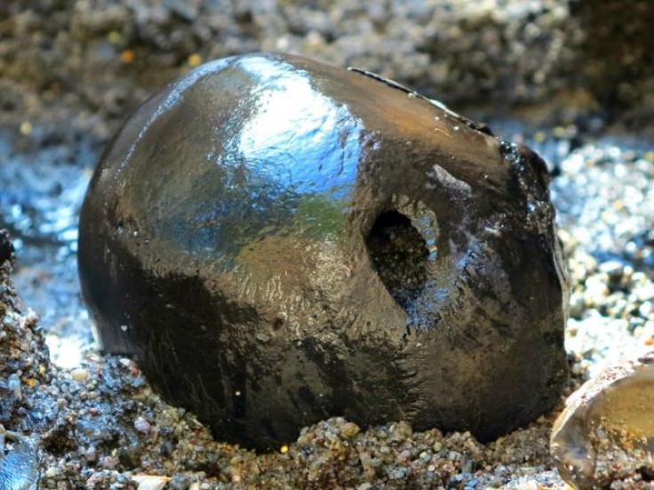 This is the first skull from the 2012 dig with a mortal wound caused by a spear or an arrow.