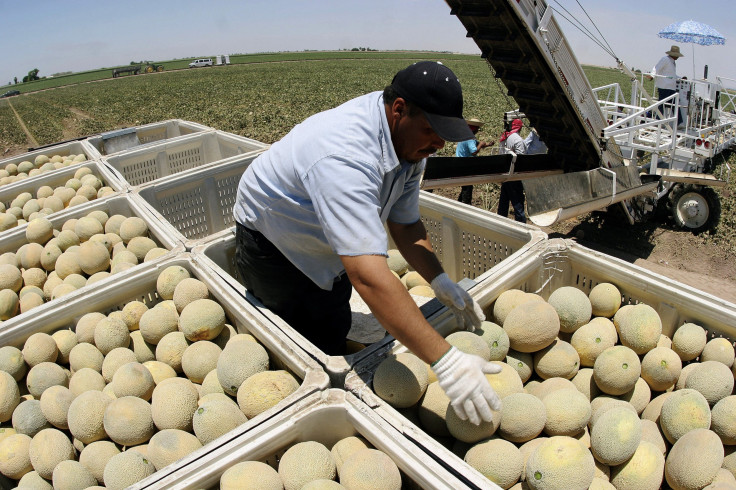 melon farm