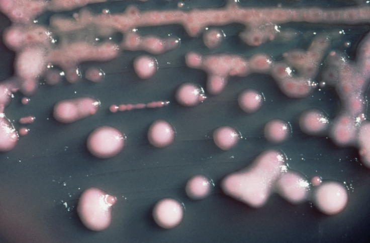 K. pneumoniae bacteria