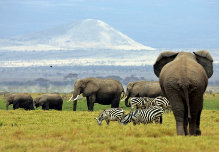 African elephants