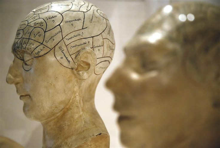 Plaster models of heads, showing different parts of the brain