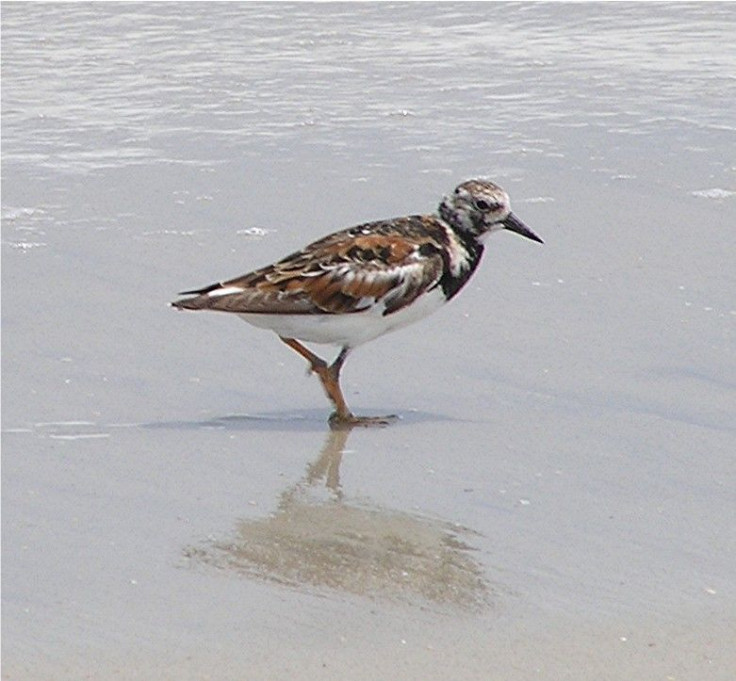 the ruddy turnstone, the face of death