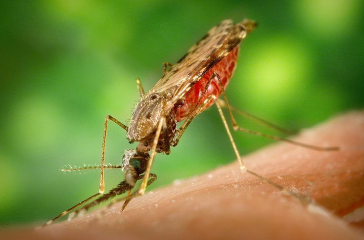 malaria mosquito