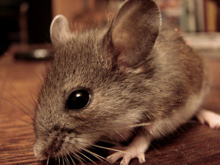 deer mouse