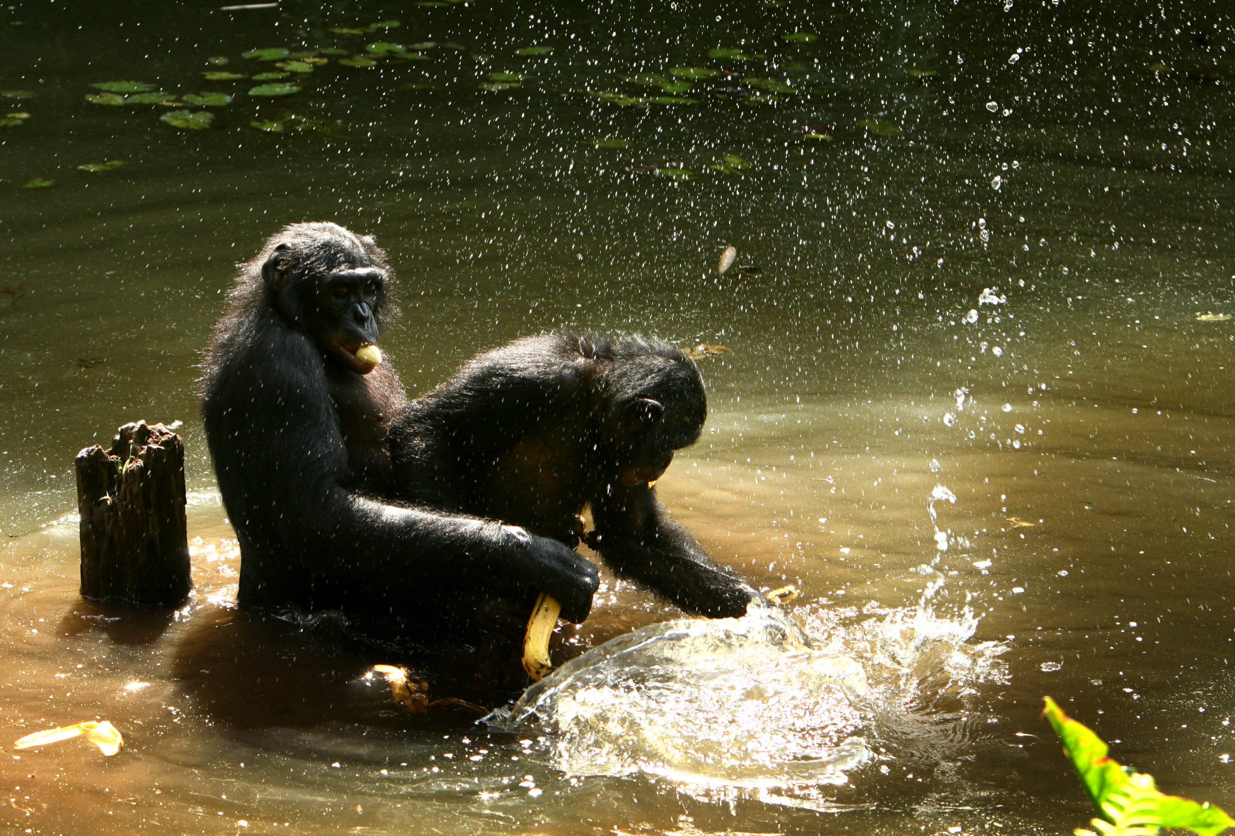Bonobos 