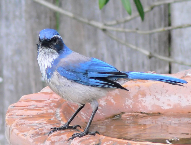 western scrub jay