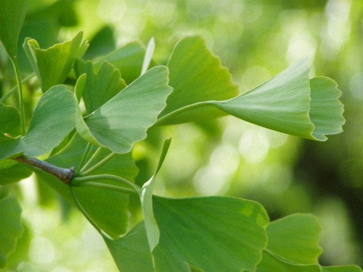 ginko