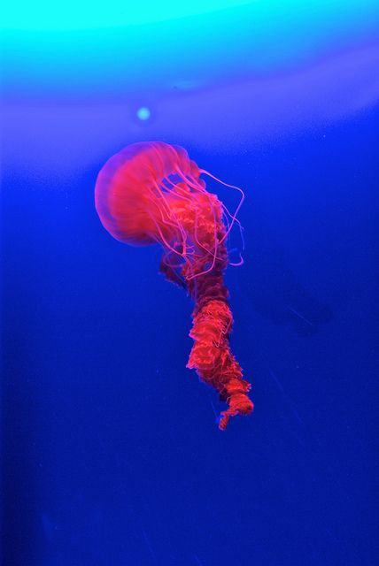 California - Nuclear Jellyfish
