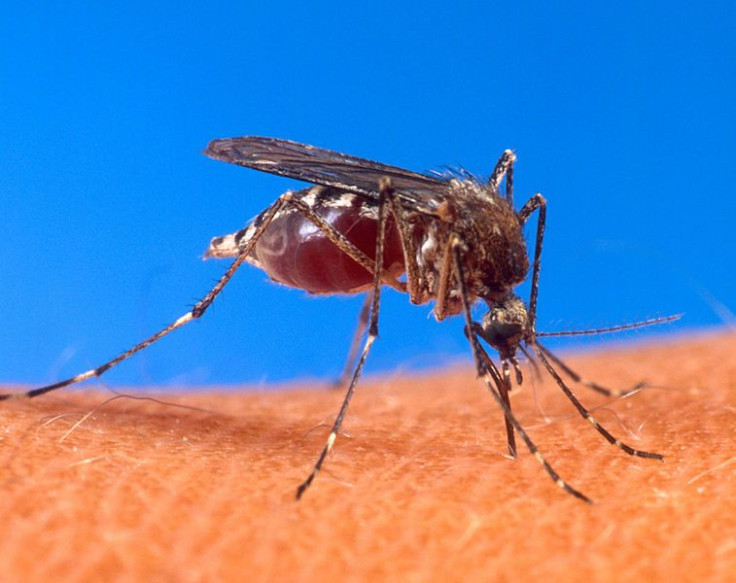 aedes aegypti mosquito