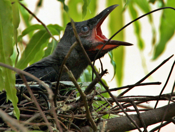 Baby crow