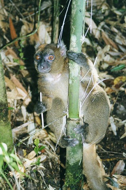 Greater Bamboo Lemur