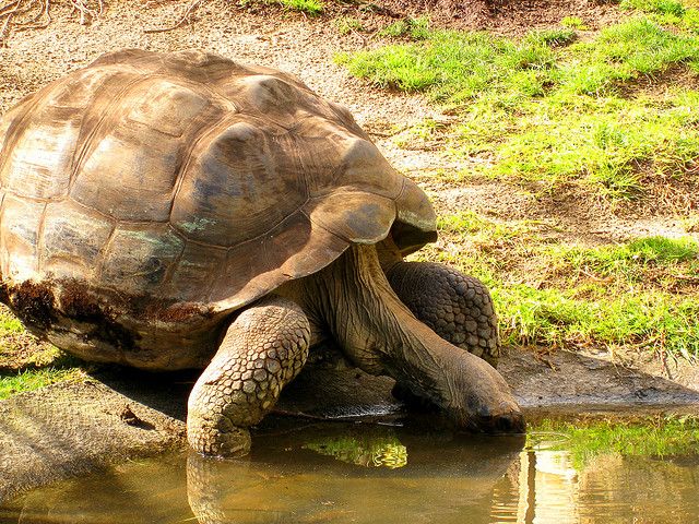 Ploughshare Tortoise  Angonoka