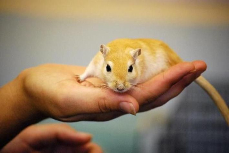 The new study, published in the journal Nature, showed that human embryonic stem cells helped improve hearing in 18 deaf gerbils by about 46 percent in auditory-evoked response thresholds within just a few weeks on average. The same improvement in humans