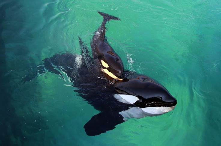 killer whale