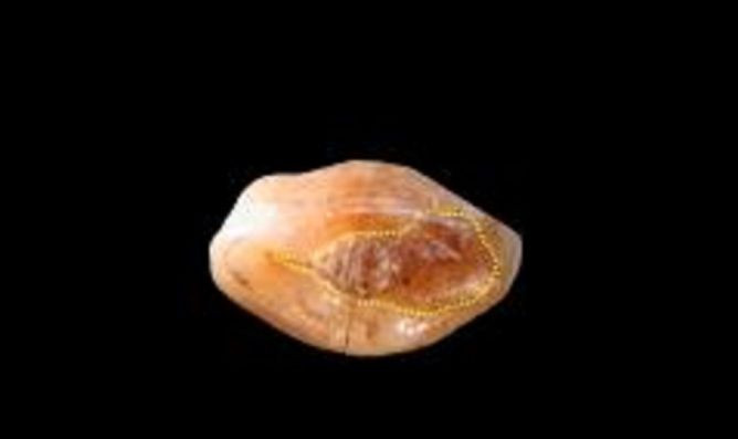 ancient tooth