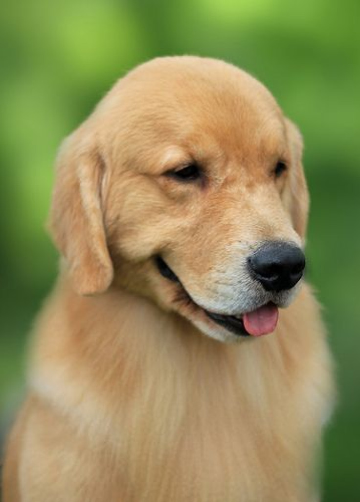 golden retriever