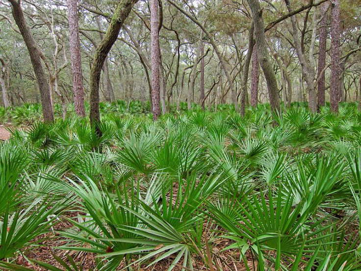 saw palmetto