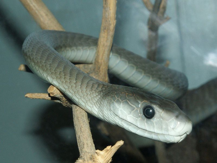 black mamba snake