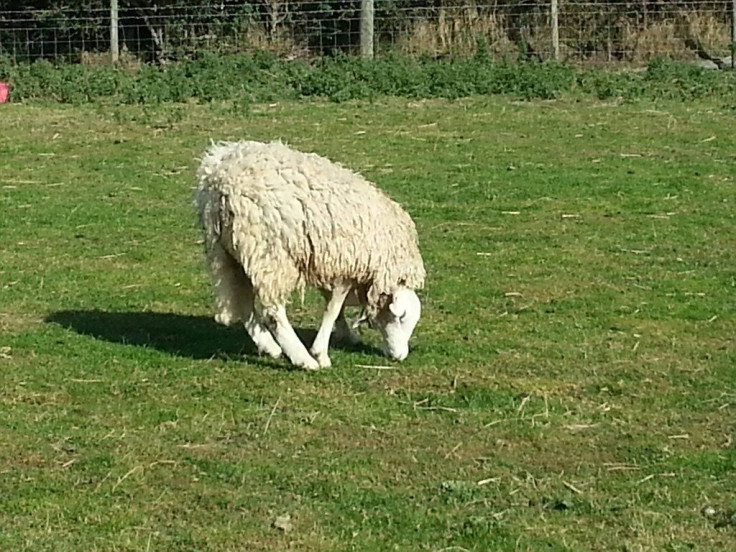 terry the sheep