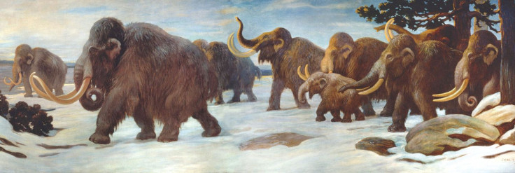 wooly mammoth