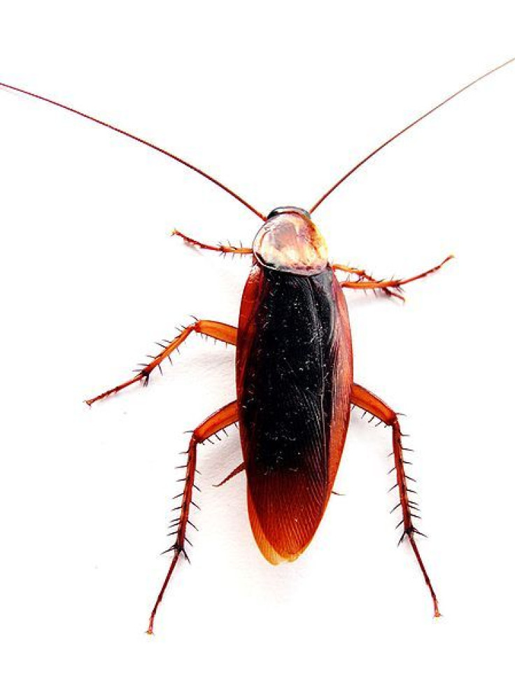 cockroach