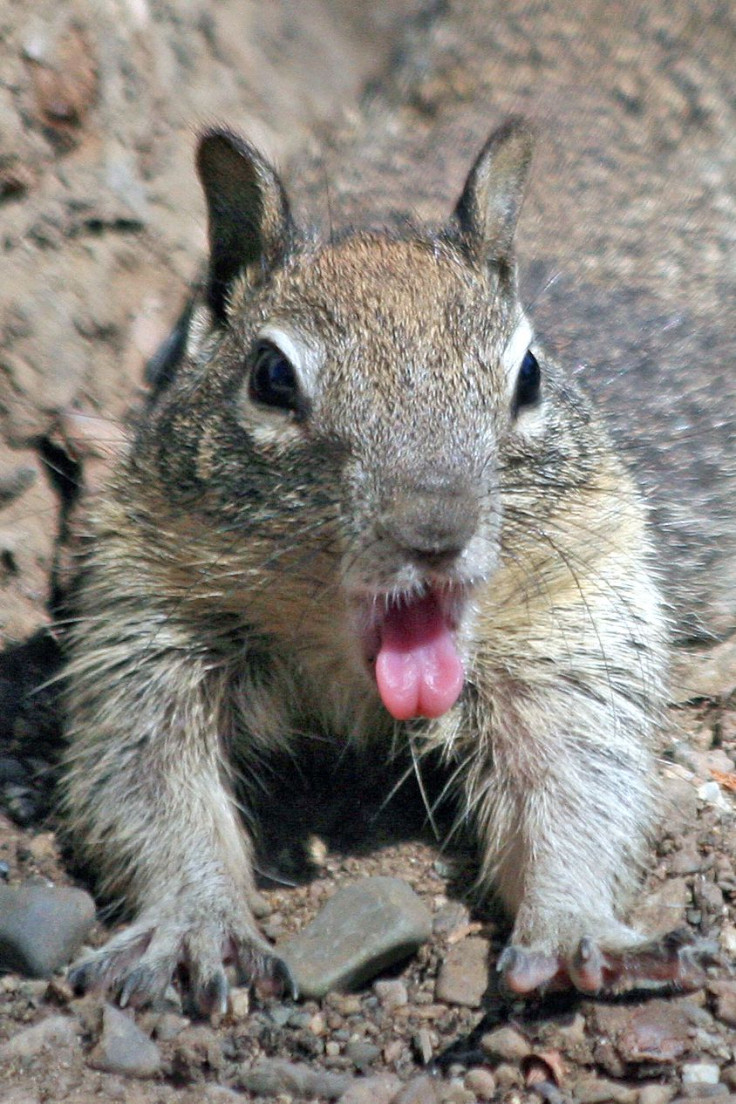 Ground squirrel