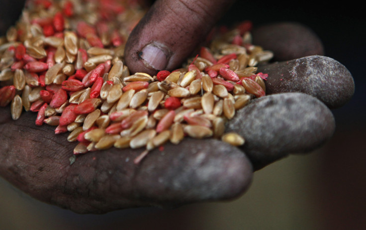 farmer displays wheat seeds