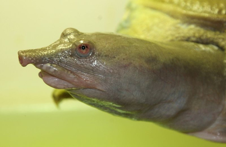 Chinese soft-shelled turtle