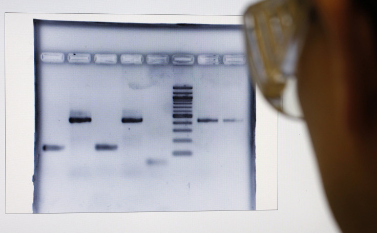 scientist looks at DNA fingerprints of truffles