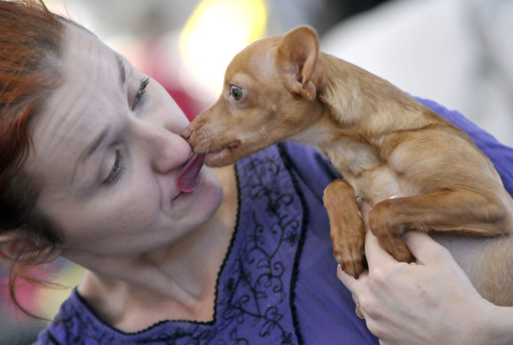 gum disease dog