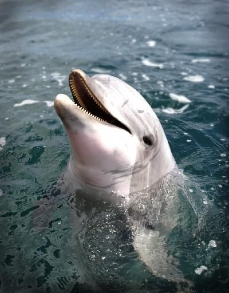 dolphin