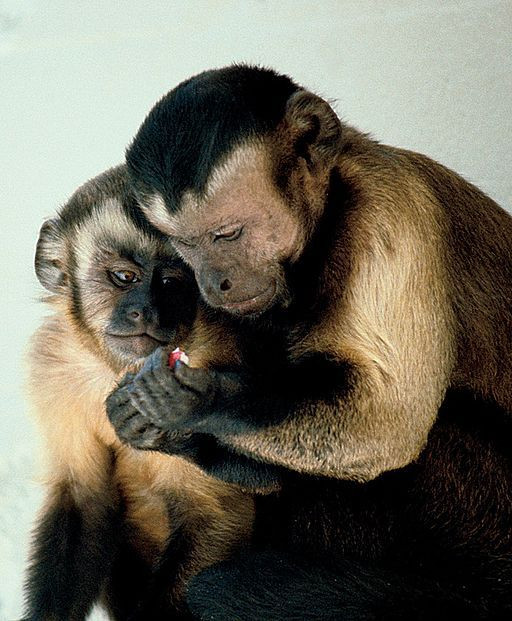 capuchin