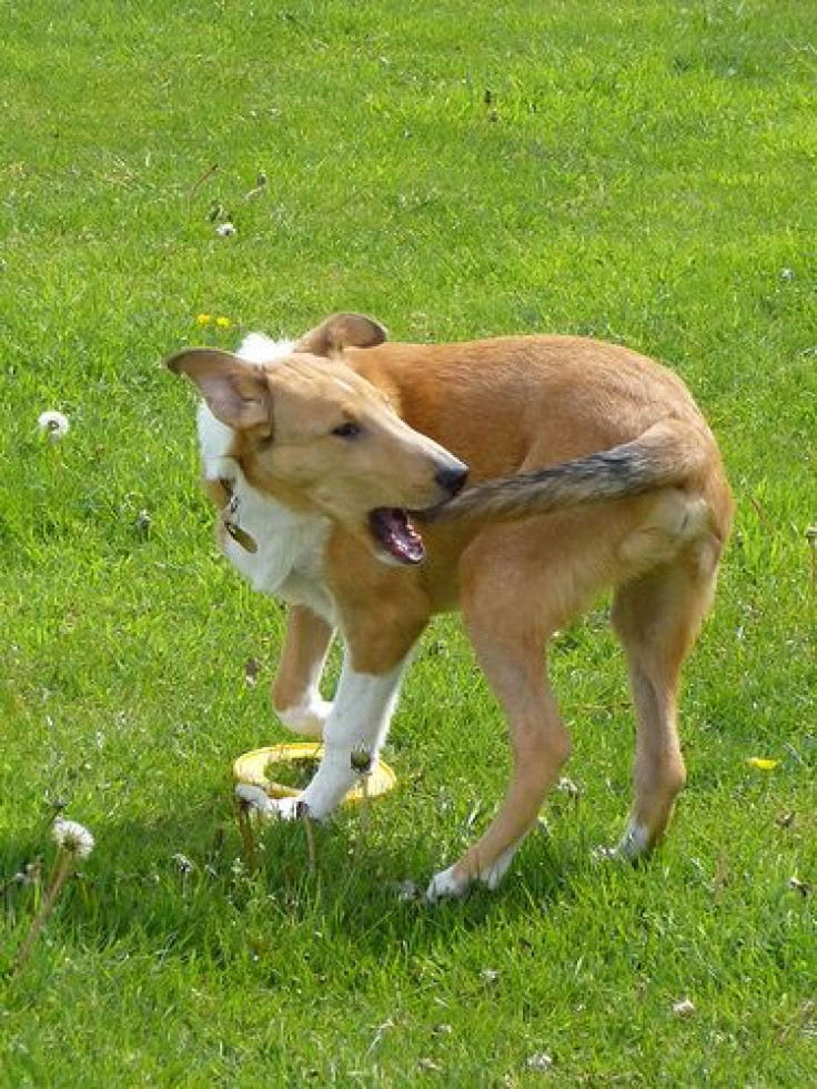 dog chasing tail