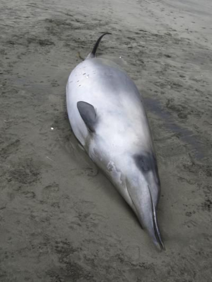 Spade-Toothed Beaked Whale