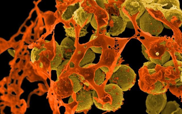 methicillin-resistant Staphylococcus aureus (MRSA)