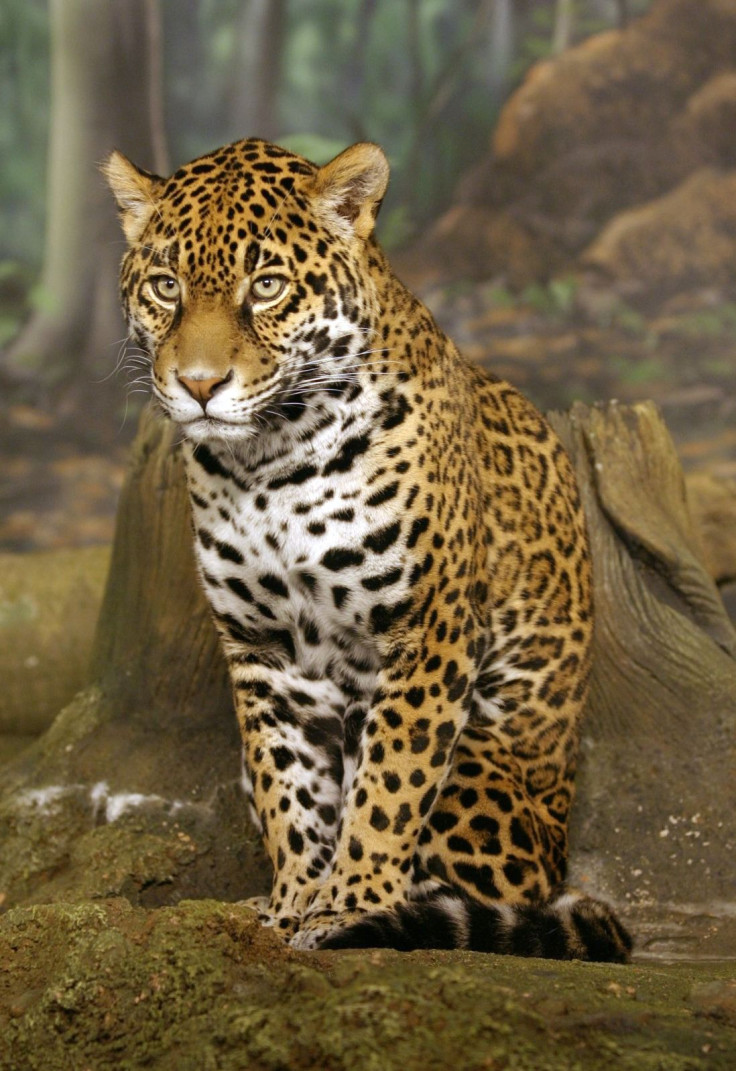 jaguar