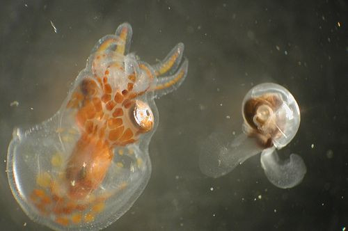 pteropod