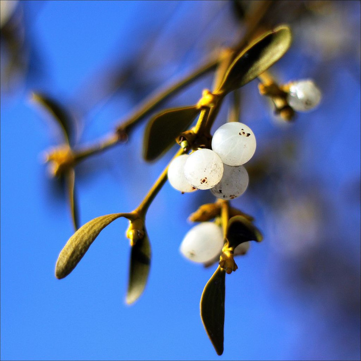 mistletoe