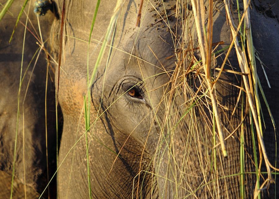 Killer Elephant Hunted After Beast Kills 4 in Nepal