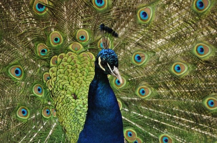 peacock