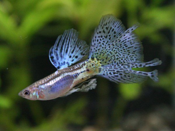 Brains and Brawn Really Don't Go Together: Why Brainy Fish Are Smarter ...