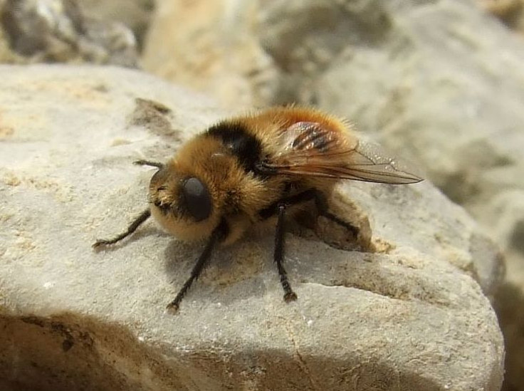 deer botfly