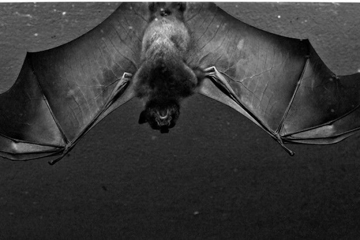 rousettus fruit bat