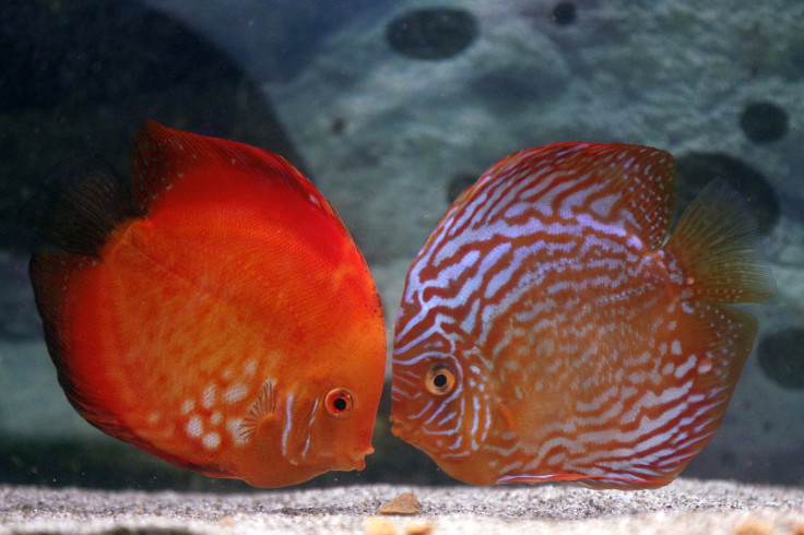 two Discus fish in an aquarium