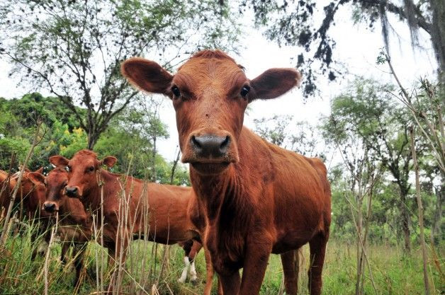Cows