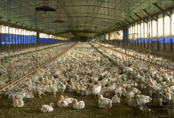 Chicken farm