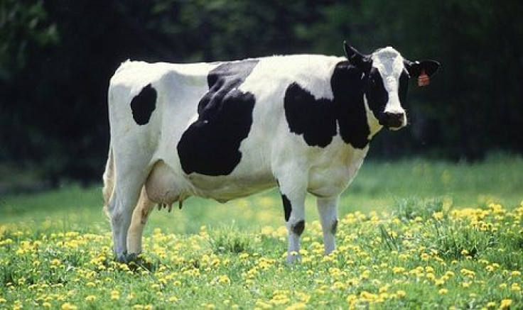 Cow