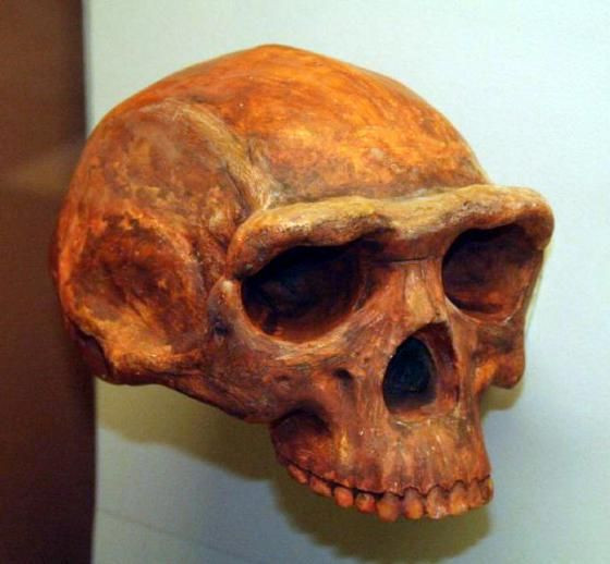 Skull