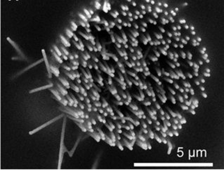 Nanowire Electrode
