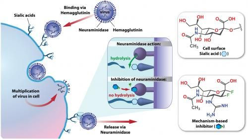 Flu Life Cycle